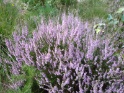 KlKind 2011 0807 142645